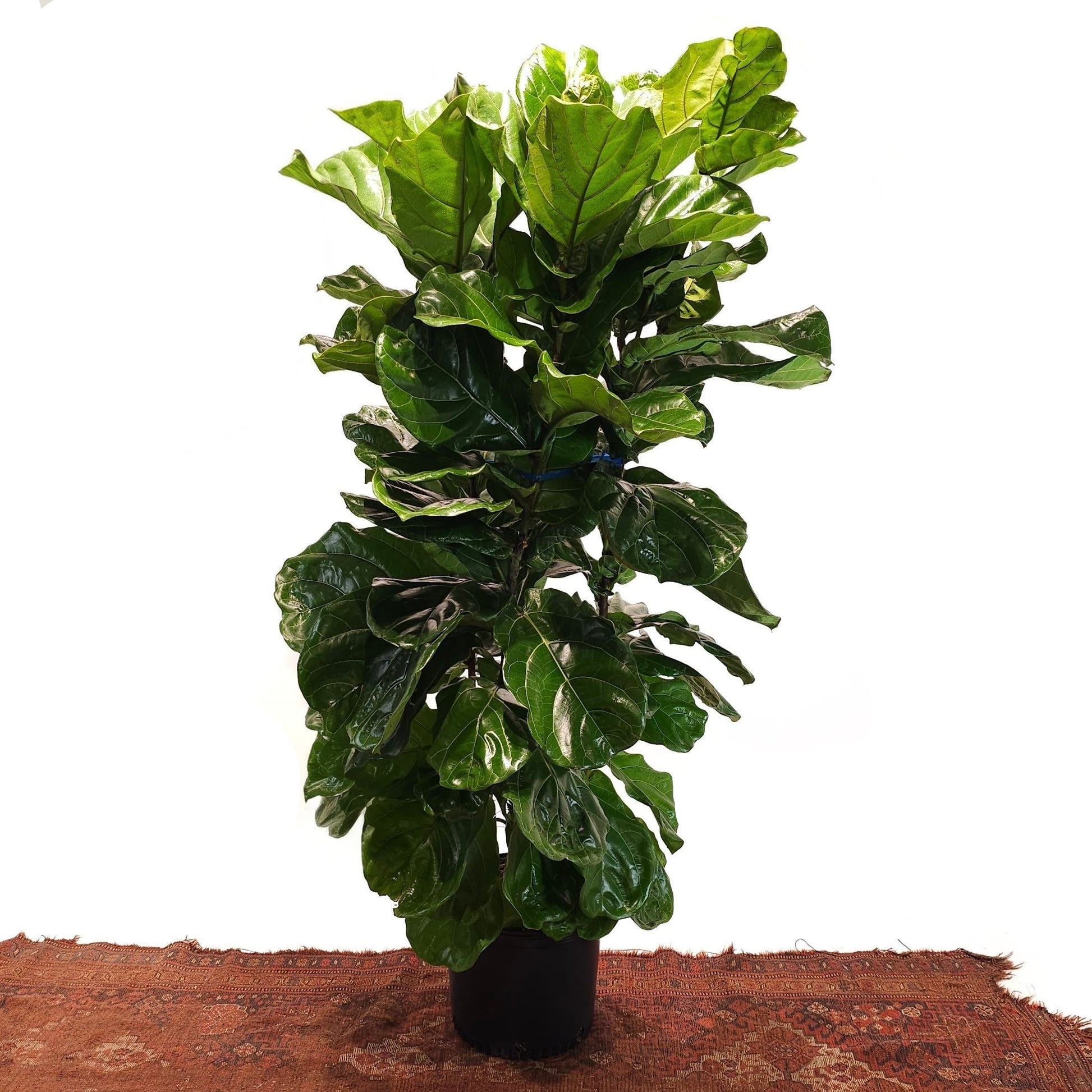 Fiddle Leaf Fig Bush: Ficus lyrata - 14 inch pot - 5-7 foot tall — indoor plant — indoor plant for sale by Promise Supply for delivery and pickup in Toronto.