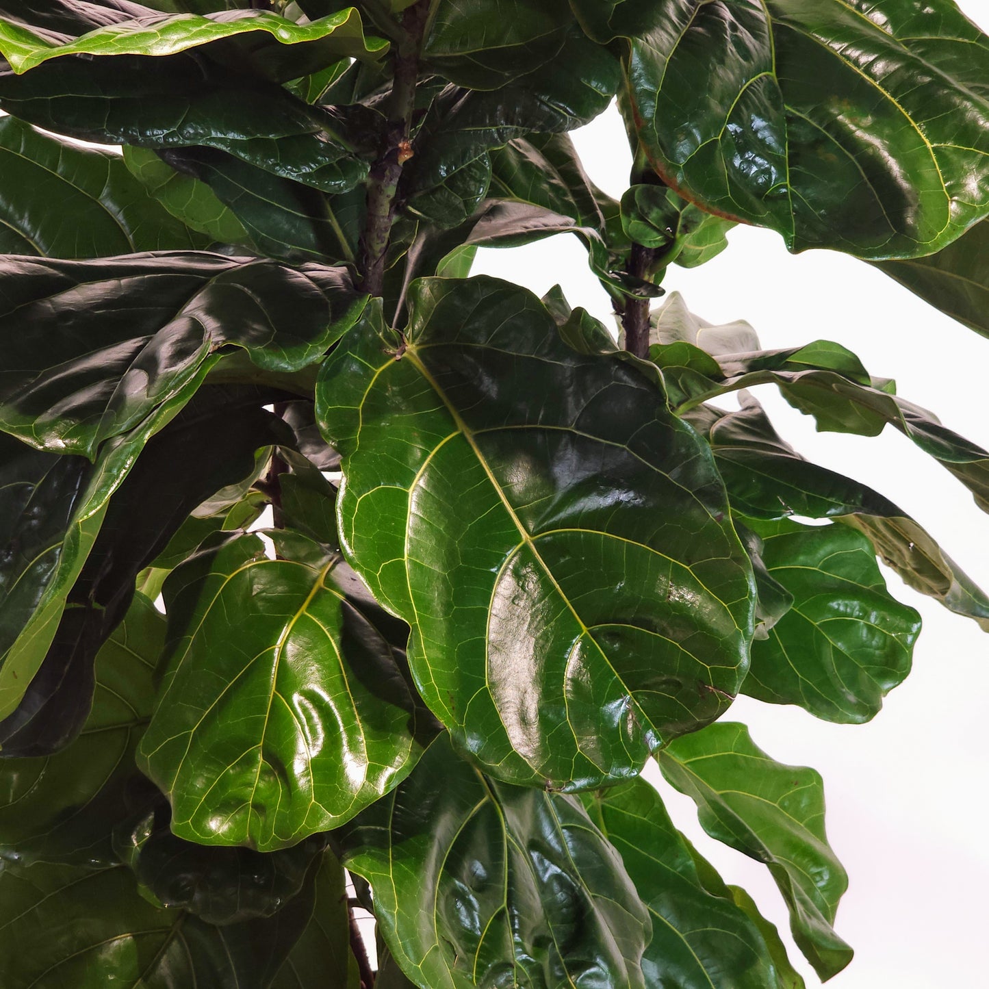 Fiddle Leaf Fig Bush: Ficus lyrata - 14 inch pot - 5-7 foot tall