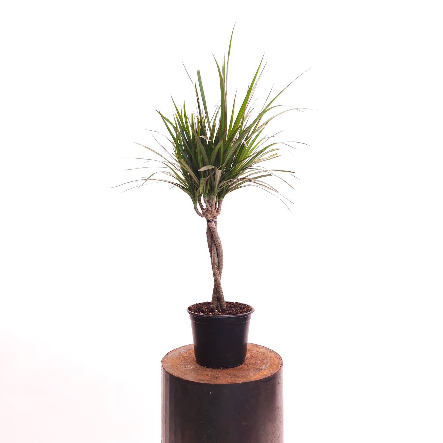 Braided Dragon Tree: Dracaena marginata - 6 inch pot
