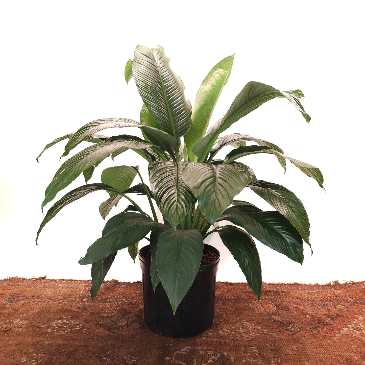 Sensation Peace Lily: Spathiphyllum - 14 inch pot - 3-4 foot tall
