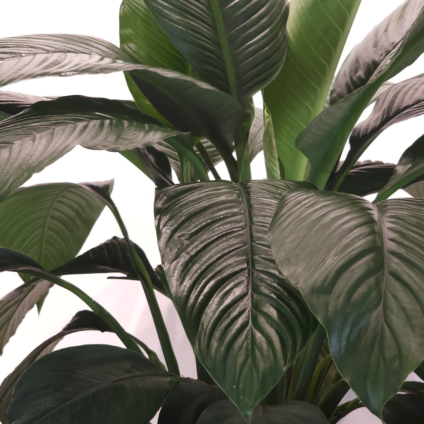 Sensation Peace Lily: Spathiphyllum - 14 inch pot - 3-4 foot tall