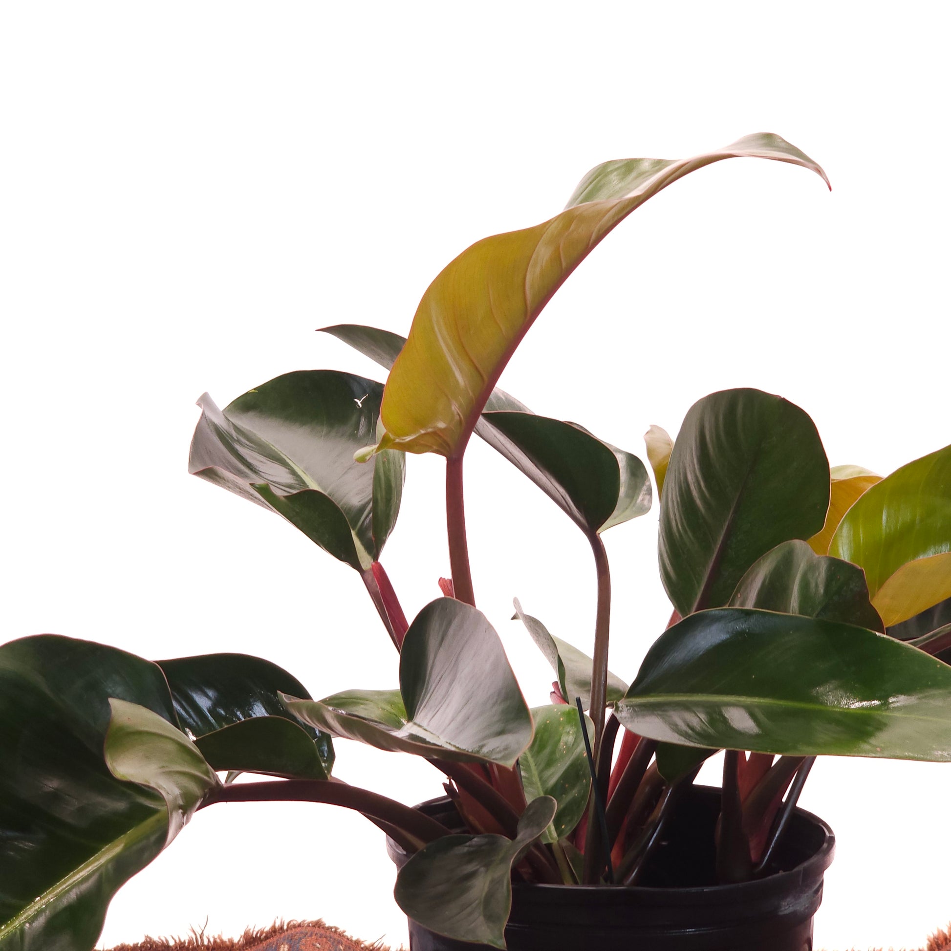 Congo Rojo: Philodendron - 12 inch pot — indoor plant — indoor plant for sale by Promise Supply for delivery and pickup in Toronto.