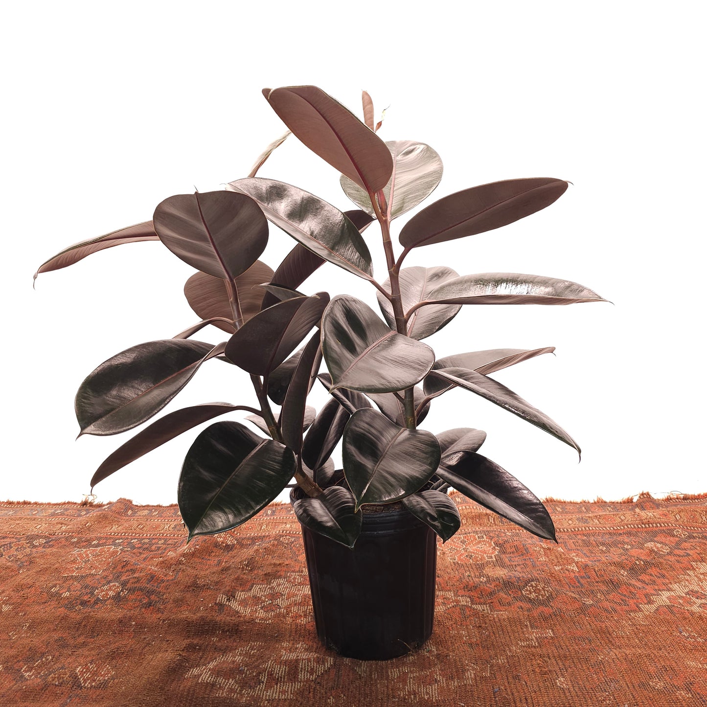 Burgundy Rubber Bush: Ficus elastica - 8 inch pot - 2-3 foot tall