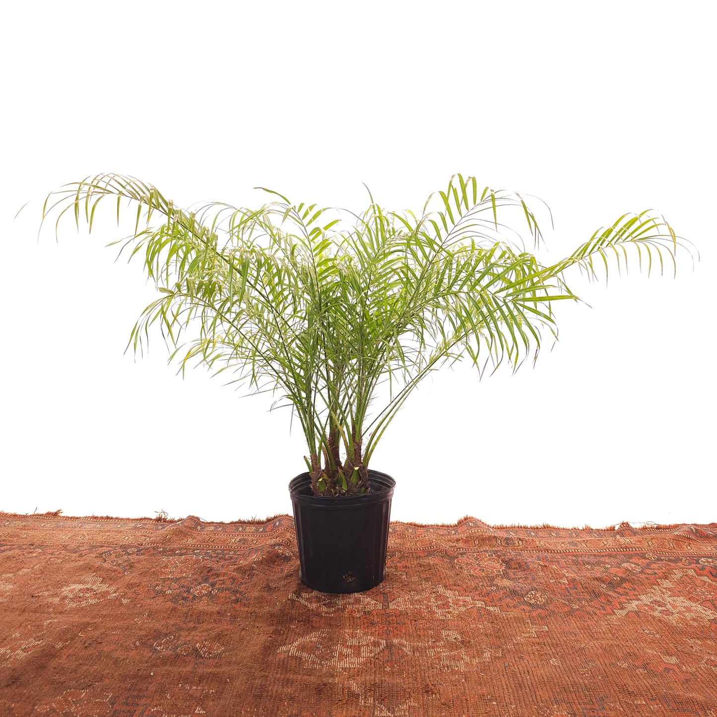 Date Palm: Phoenix roebelenii - 10 inch pot - 3-4 foot tall — indoor plant — indoor plant for sale by Promise Supply for delivery and pickup in Toronto.