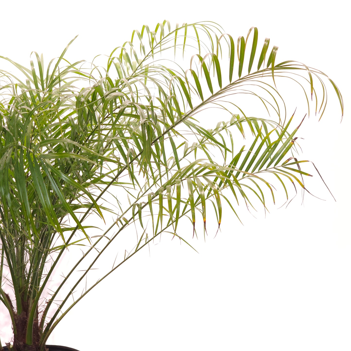 Date Palm: Phoenix roebelenii - 10 inch pot - 3-4 foot tall — indoor plant — indoor plant for sale by Promise Supply for delivery and pickup in Toronto.
