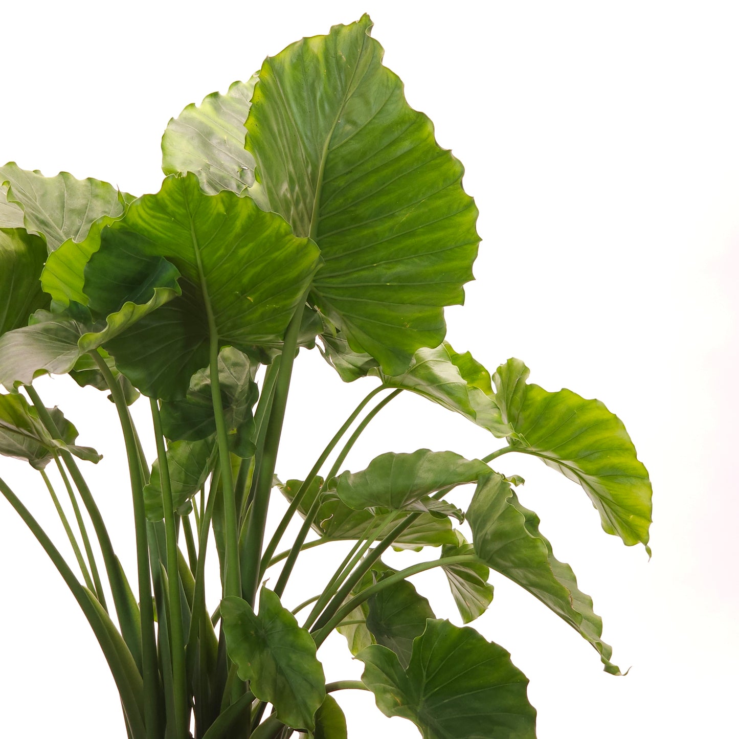 Giant Upright Elephant Ear: Alocasia 'Calidora' - 10 inch pot - 3-4 foot tall — indoor plant — indoor plant for sale by Promise Supply for delivery and pickup in Toronto.