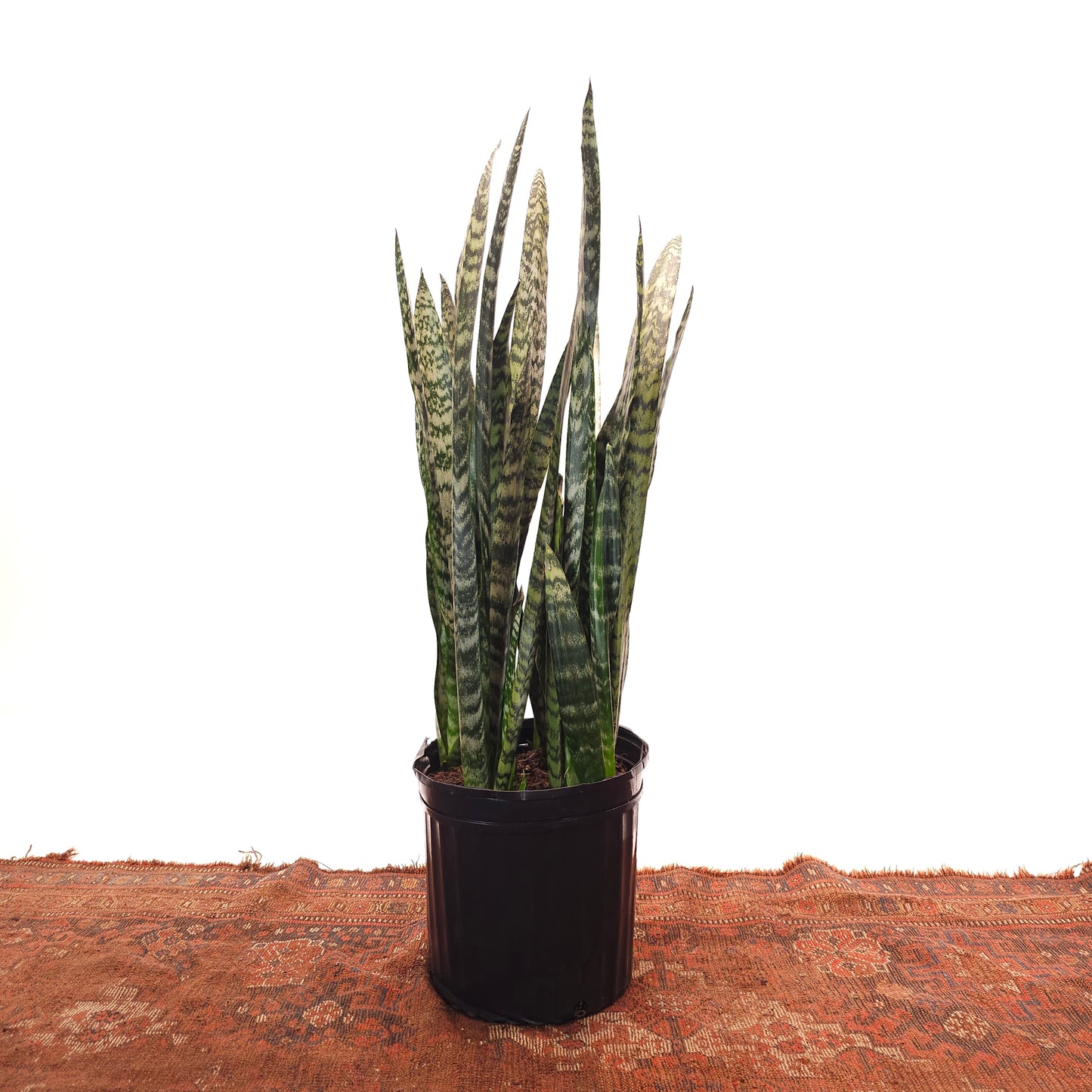 Green Snake Plant: Sansevieria trifasciata 'Zeylanica' - 12 inch pot - 3-3.5 foot tall