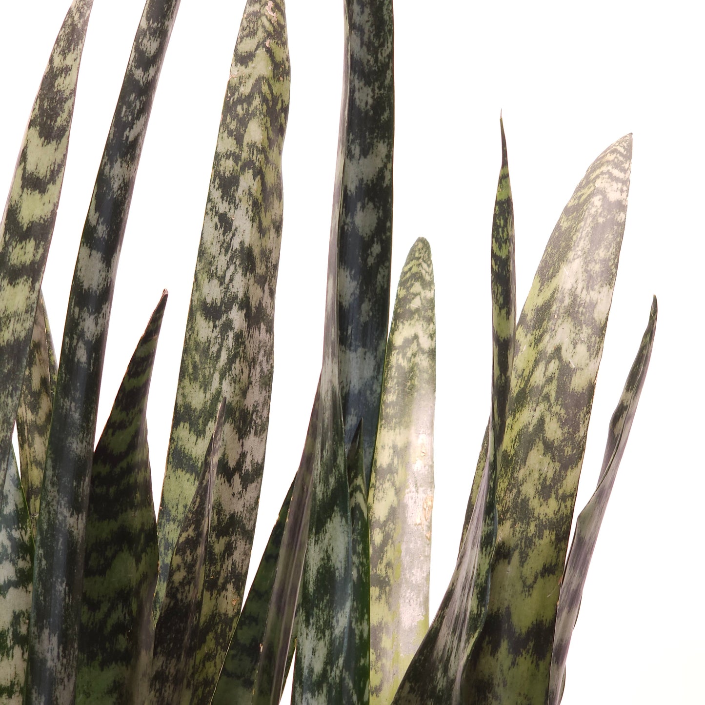 Green Snake Plant: Sansevieria trifasciata 'Zeylanica' - 12 inch pot - 3-3.5 foot tall — indoor plant — indoor plant for sale by Promise Supply for delivery and pickup in Toronto.