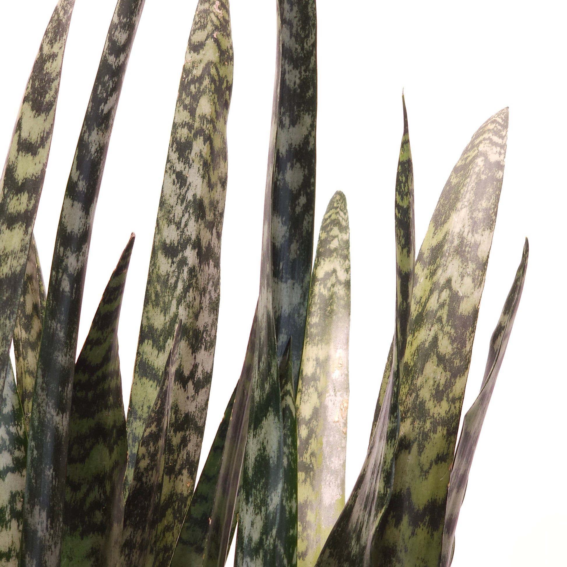 Green Snake Plant: Sansevieria trifasciata 'Zeylanica' - 12 inch pot - 3-3.5 foot tall — indoor plant — indoor plant for sale by Promise Supply for delivery and pickup in Toronto.