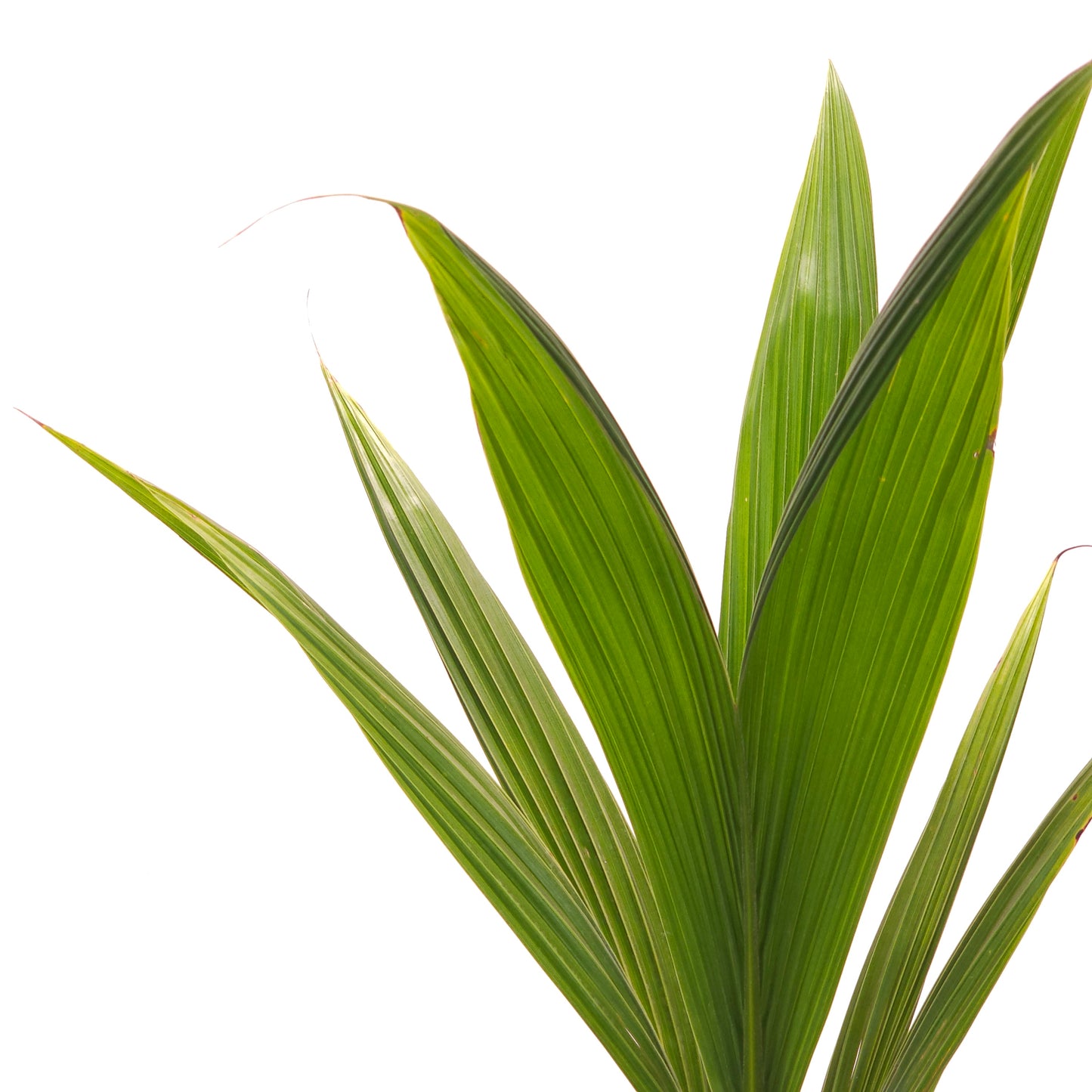 Coconut Palm: Cocos nucifera - 10 inch pot - 2.5-3.5 foot tall — indoor plant — indoor plant for sale by Promise Supply for delivery and pickup in Toronto.