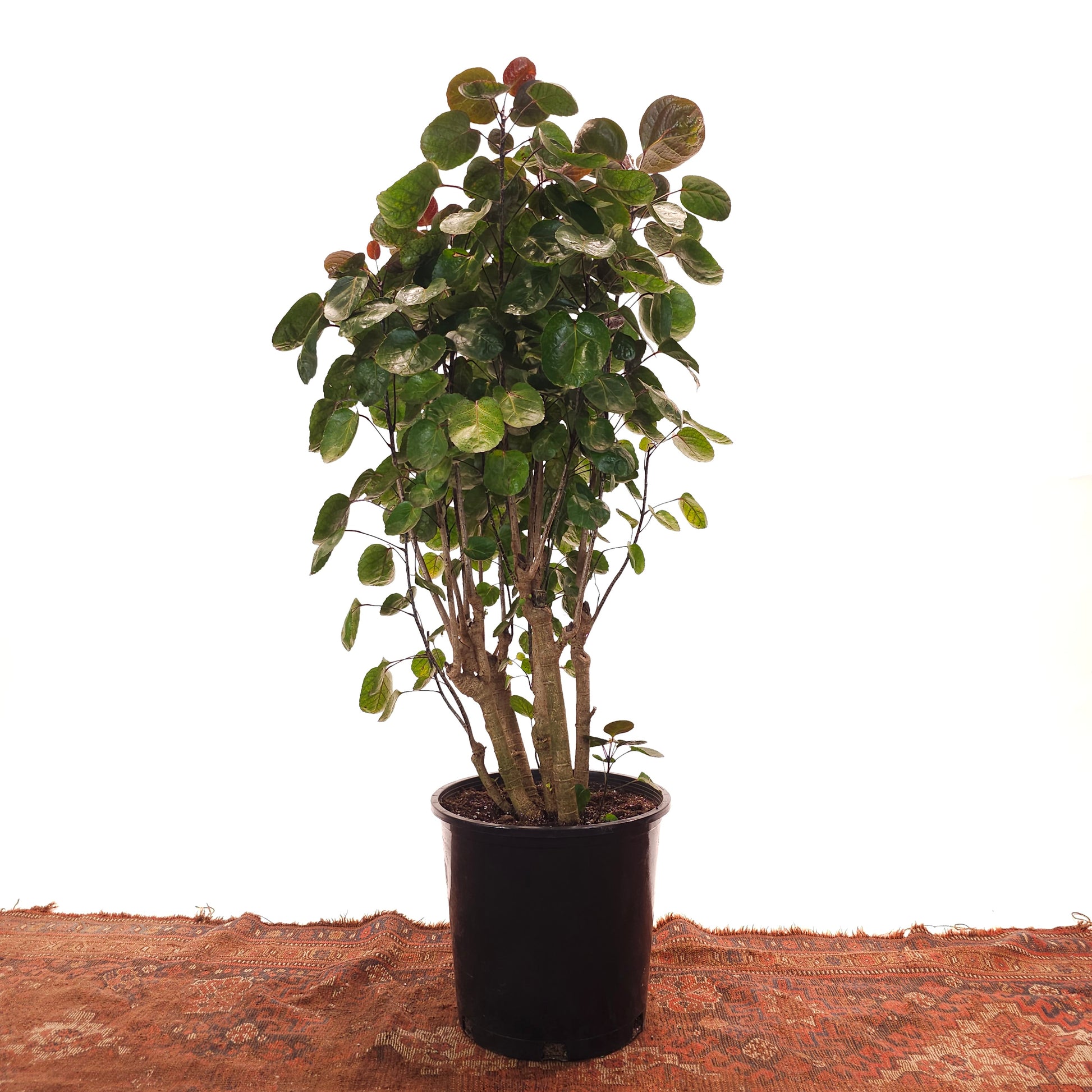 Fabian Aralia: Polyscias scutellaria - 12 inch pot - 4.5-5 foot tall — indoor plant — indoor plant for sale by Promise Supply for delivery and pickup in Toronto.