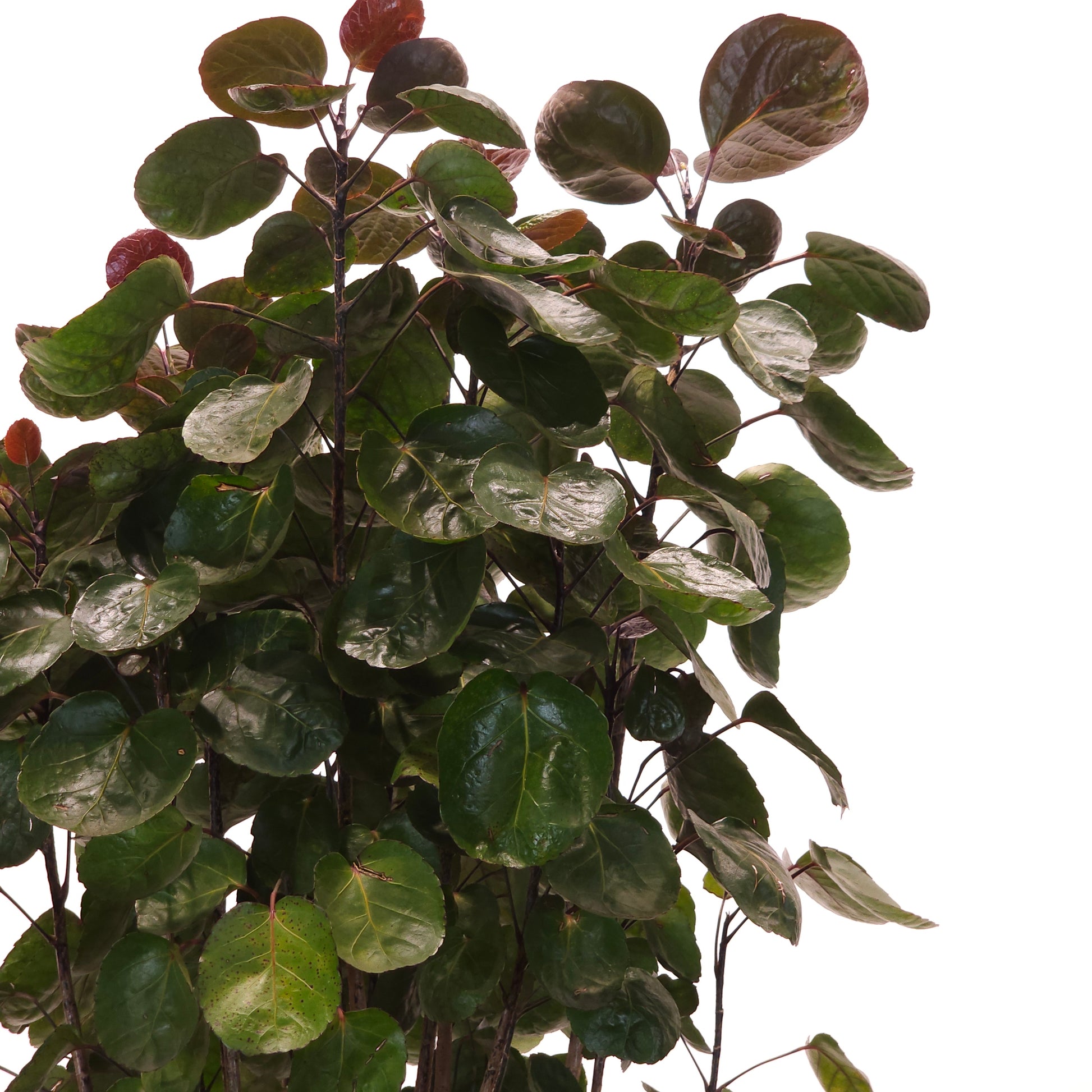 Fabian Aralia: Polyscias scutellaria - 12 inch pot - 4.5-5 foot tall — indoor plant — indoor plant for sale by Promise Supply for delivery and pickup in Toronto.