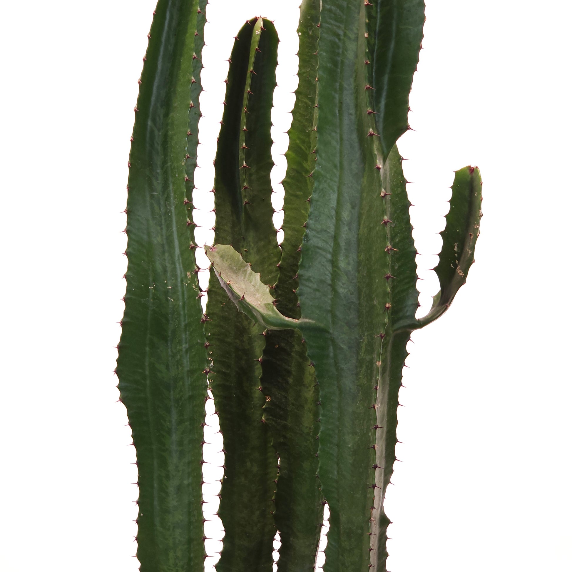 Desert Candle Cactus: Euphorbia - 10 inch pot - 4 foot tall — indoor plant — indoor plant for sale by Promise Supply for delivery and pickup in Toronto.