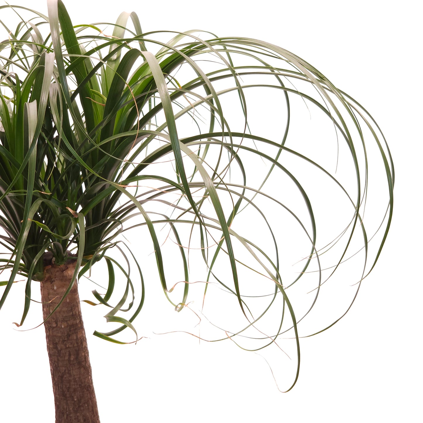 Ponytail Palm: Beaucarnea recurvata - 8 inch pot - 2 foot tall — indoor plant — indoor plant for sale by Promise Supply for delivery and pickup in Toronto.