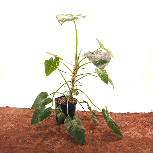 Elephant Ear: Philodendron giganteum - 8 inch pot — indoor plant — indoor plant for sale by Promise Supply for delivery and pickup in Toronto.