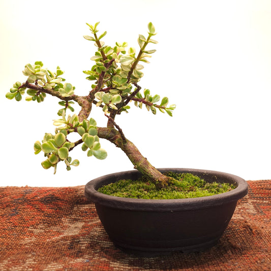 Variegated Elephant Bush Bonsai: Portulacaria afra - 6 inch Oval pot — indoor plant — indoor plant for sale by Promise Supply for delivery and pickup in Toronto.