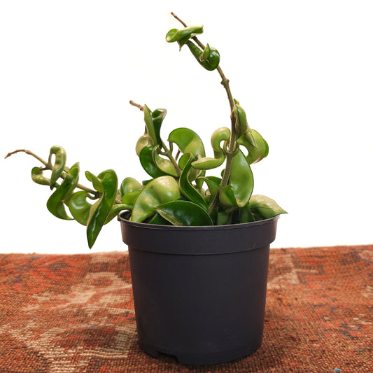 Hindu Rope: Hoya carnosa 'Compacta' - 5 inch pot — indoor plant — indoor plant for sale by Promise Supply for delivery and pickup in Toronto.