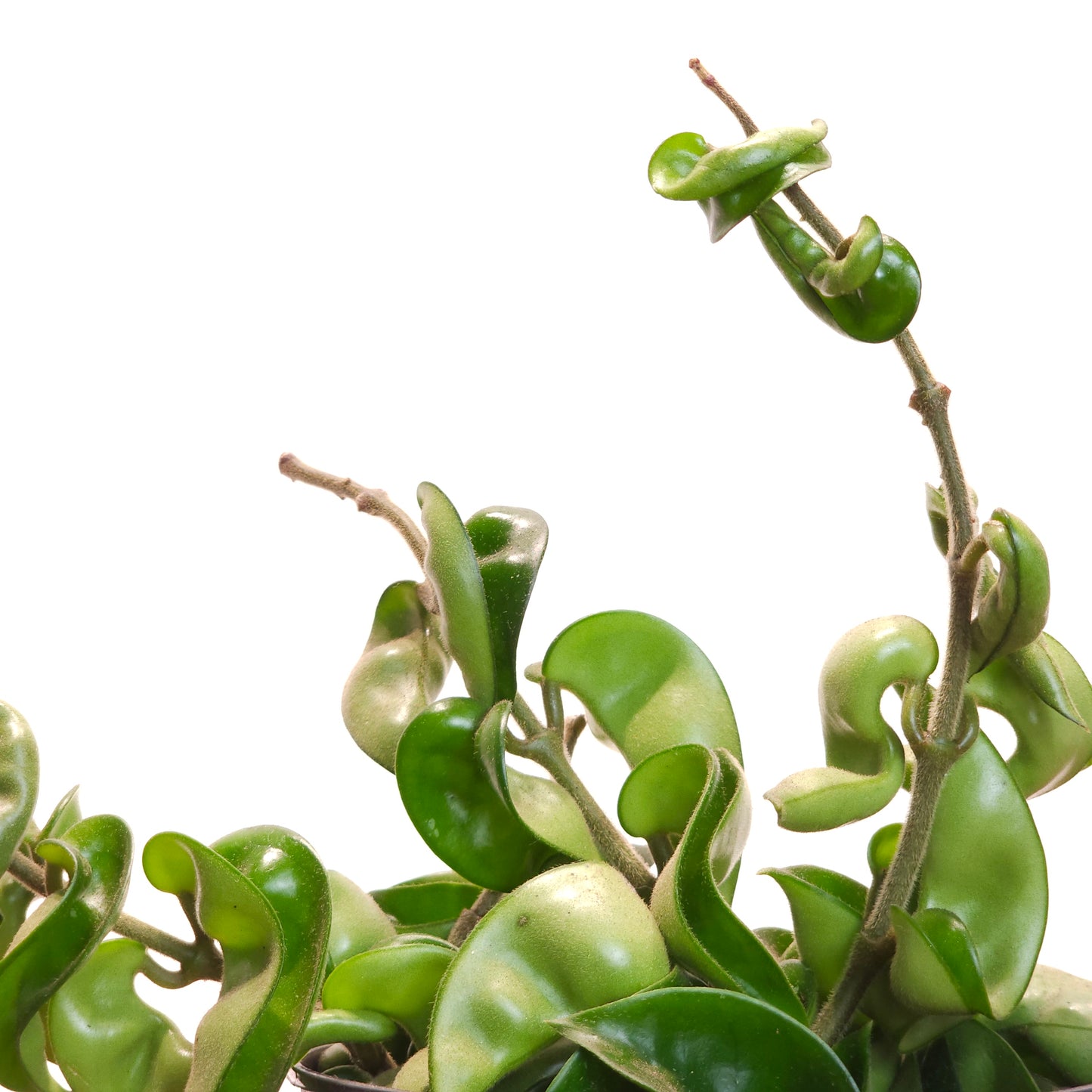 Hindu Rope: Hoya carnosa 'Compacta' - 5 inch pot