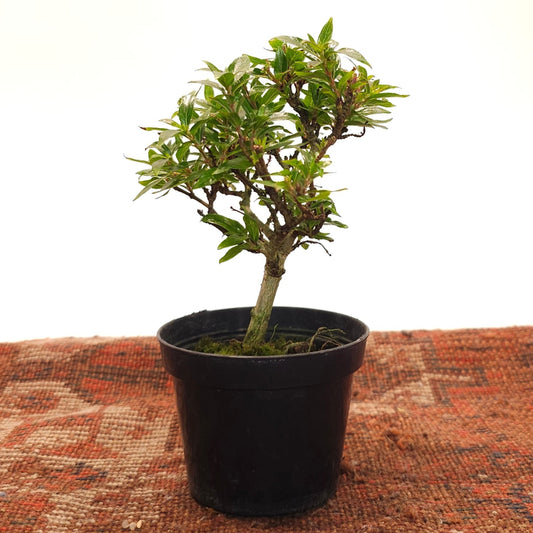 Chinese Buttonbush Bonsai: Adina pilulifera - 3.25 inch Pot — indoor plant — indoor plant for sale by Promise Supply for delivery and pickup in Toronto.