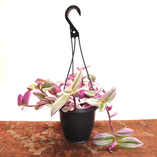 Bubblegum Wandering Plant: Tradescantia 'Nanouk' - 6 inch hanging basket — indoor plant — indoor plant for sale by Promise Supply for delivery and pickup in Toronto.