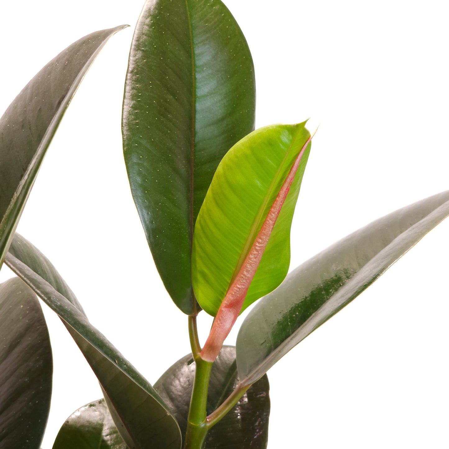 Green Rubber Bush: Ficus elastica 'Robusta' - 6 inch pot