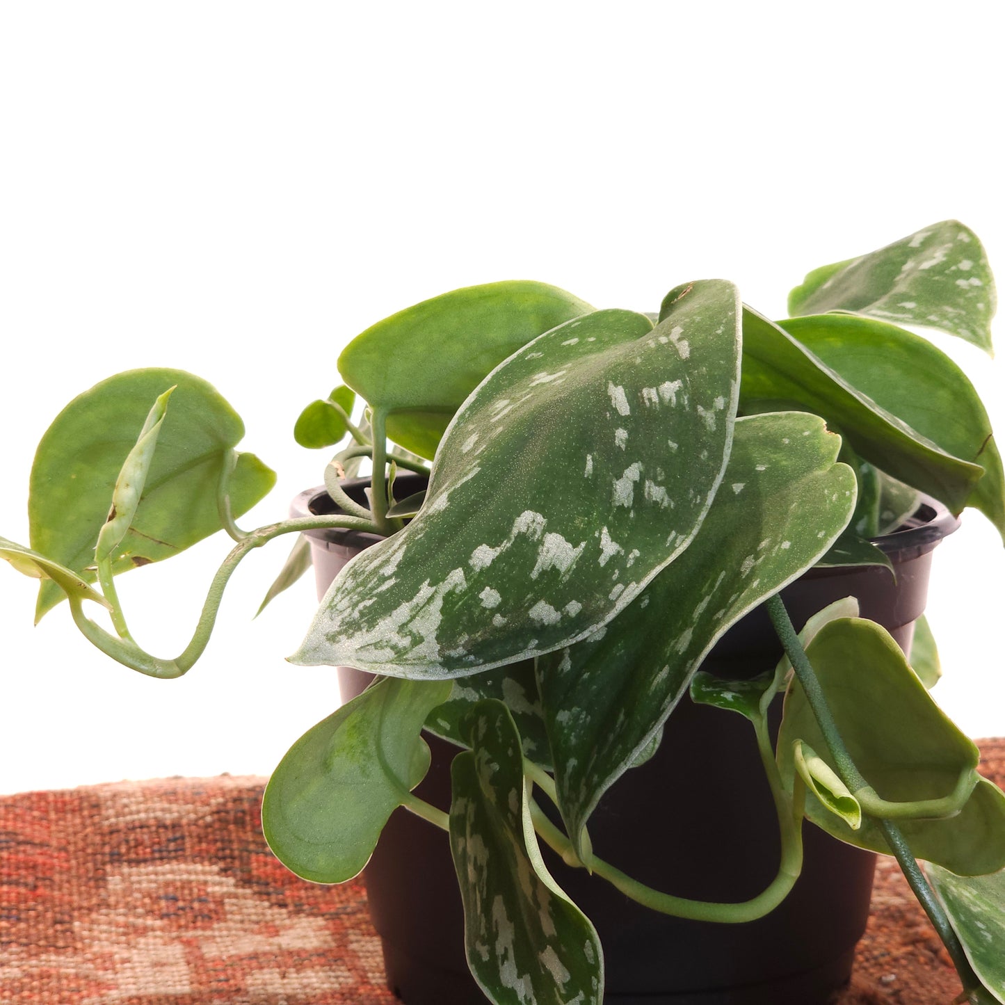 Silver Satin Pothos: Scindapsus argyaeus - 6 inch pot