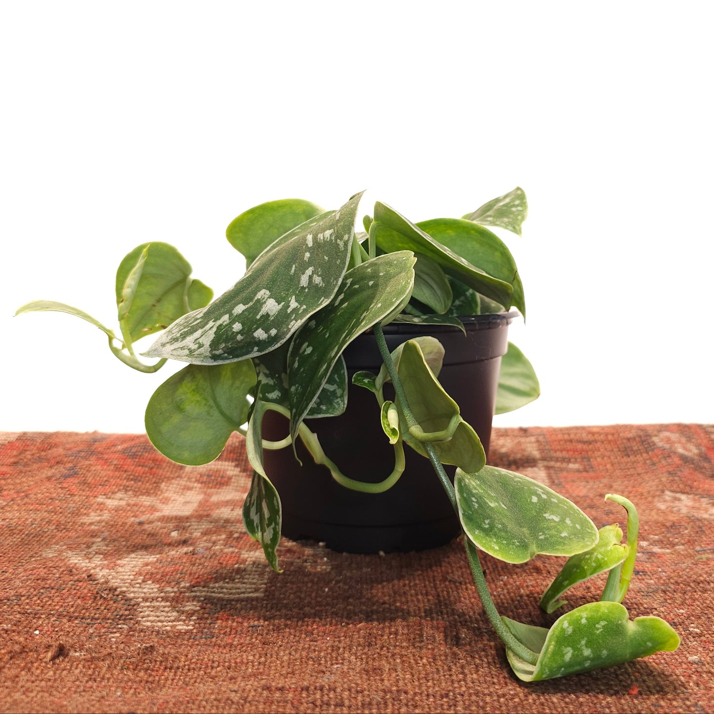 Silver Satin Pothos: Scindapsus argyaeus - 6 inch pot