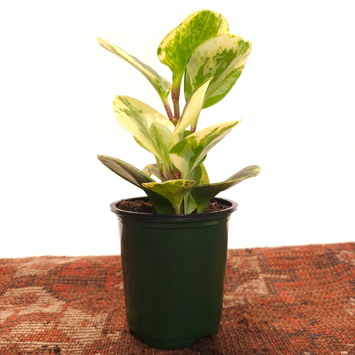 Marble Baby Rubber Plant: Peperomia obtusifolia - 4 inch pot