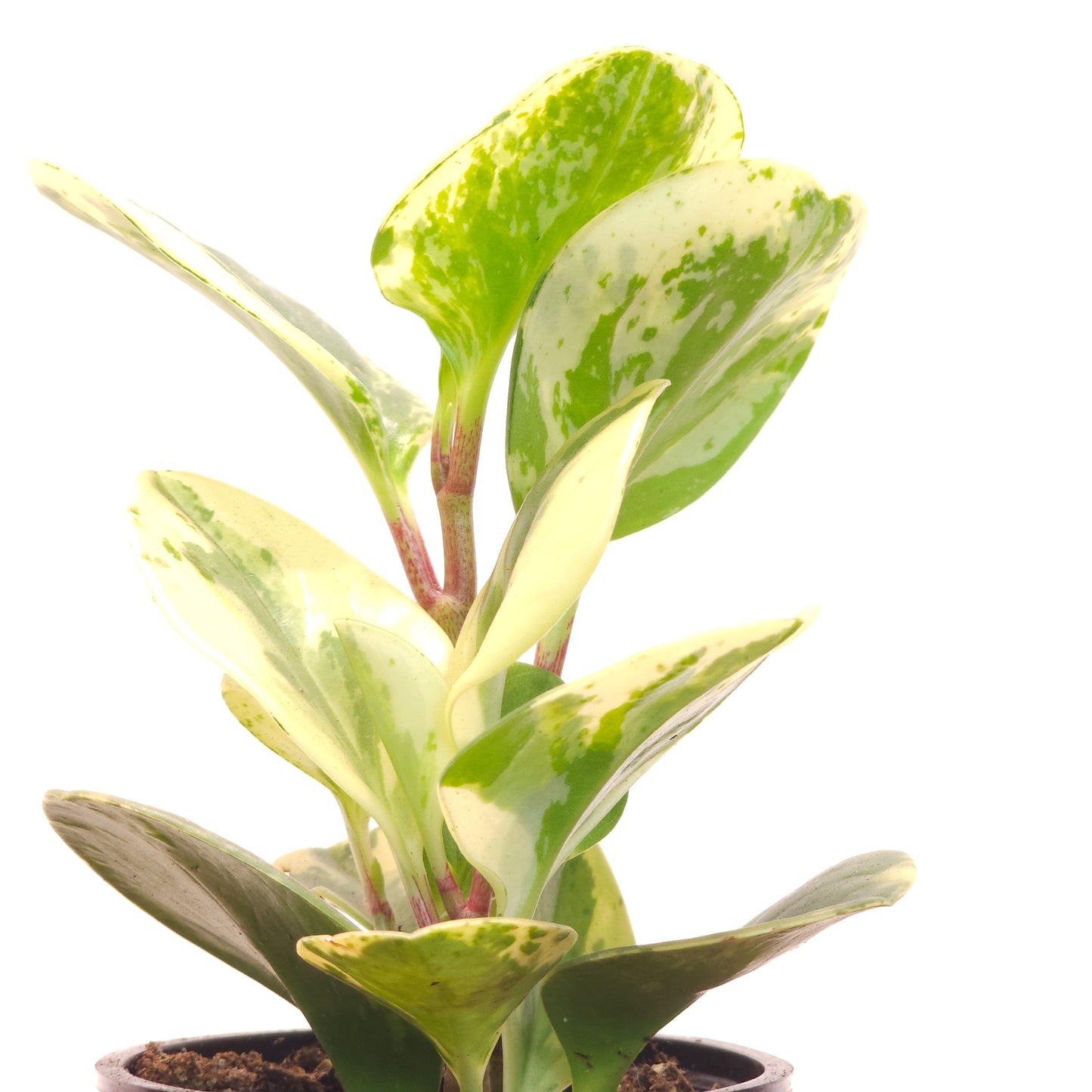 Marble Baby Rubber Plant: Peperomia obtusifolia - 4 inch pot