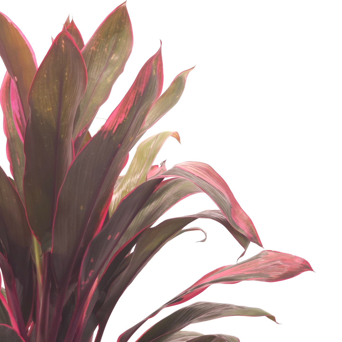 Hilo Rainbow Hawaiian Ti Plant: Cordyline fruticosa - 10 inch pot - 2-3 foot tall — indoor plant — indoor plant for sale by Promise Supply for delivery and pickup in Toronto.