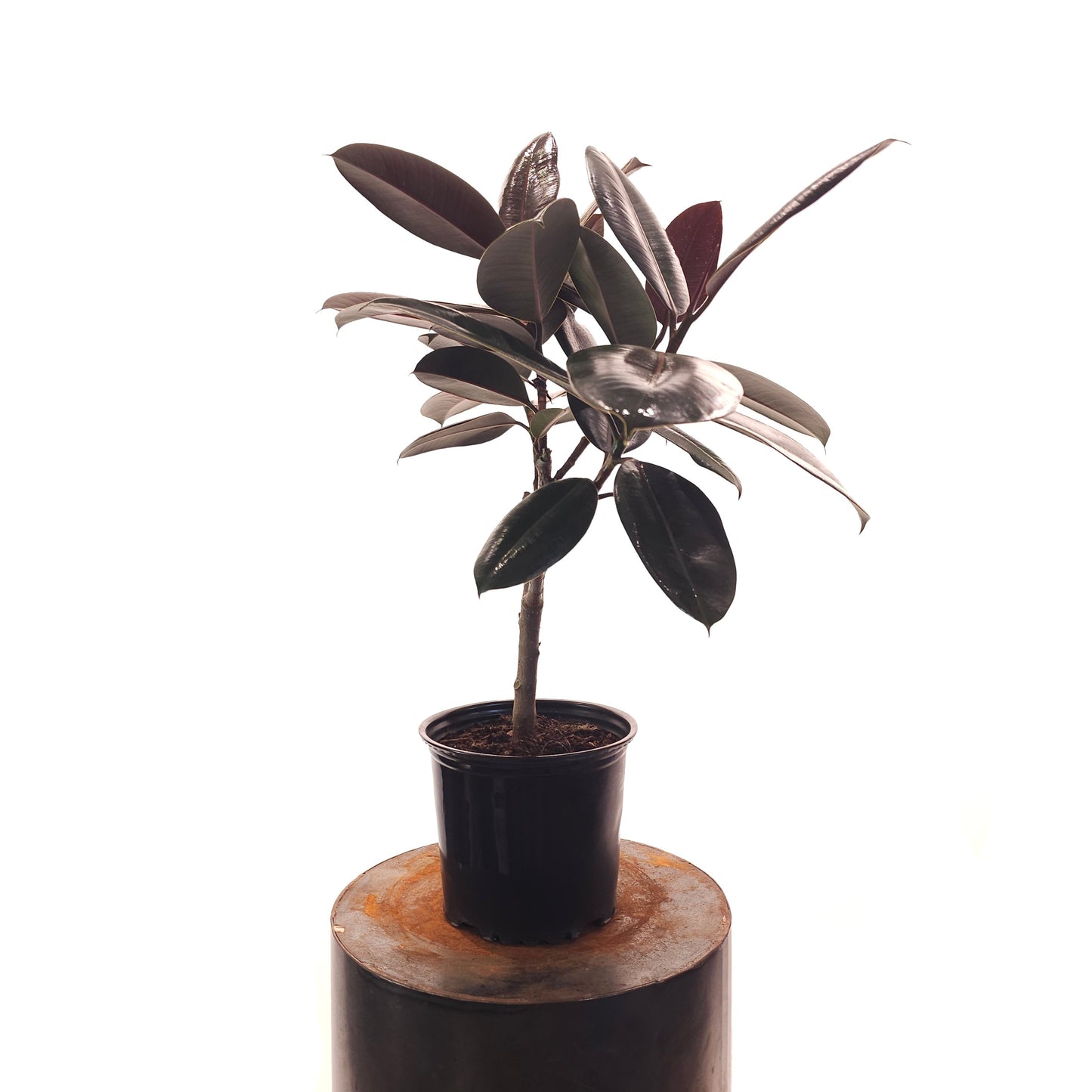 Burgundy Rubber Tree: Ficus elastica - 8 inch pot - 2.5-3 foot tall