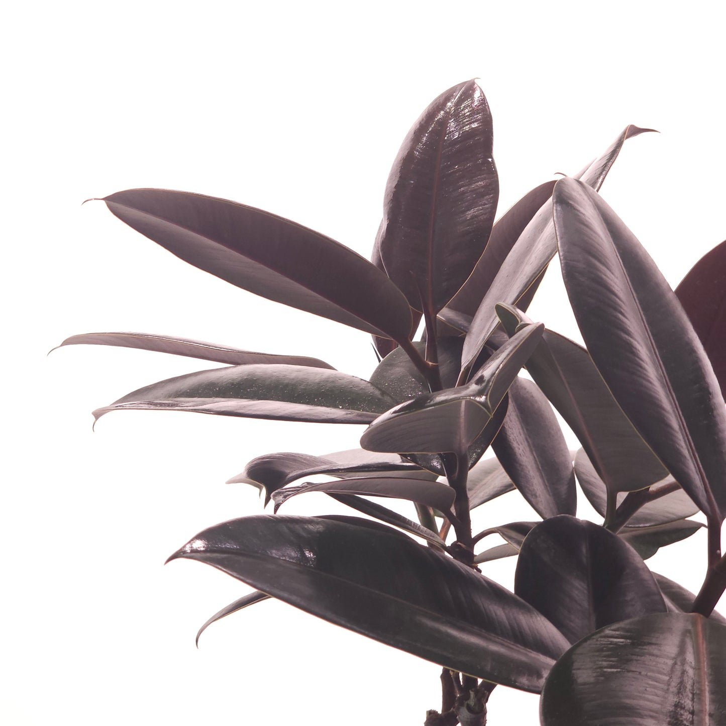 Burgundy Rubber Tree: Ficus elastica - 8 inch pot - 2.5-3 foot tall