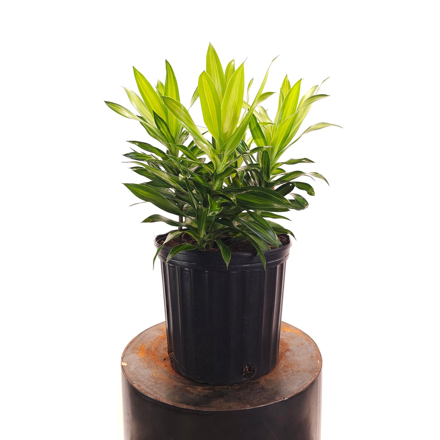 Song of Jamaica Cane: Dracaena reflexa - 10 inch pot - 1.5-2.5 foot tall