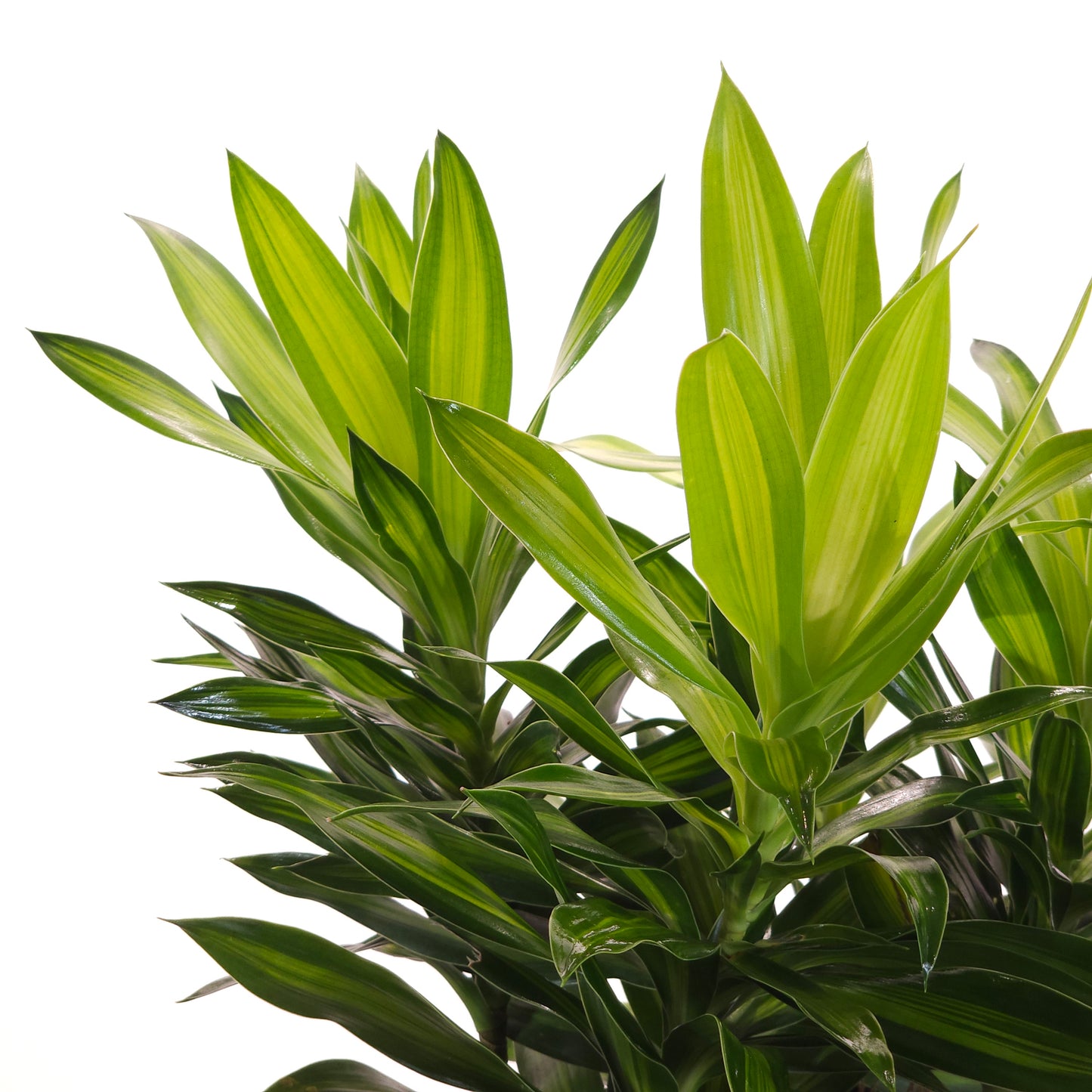 Song of Jamaica Cane: Dracaena reflexa - 10 inch pot - 1.5-2.5 foot tall