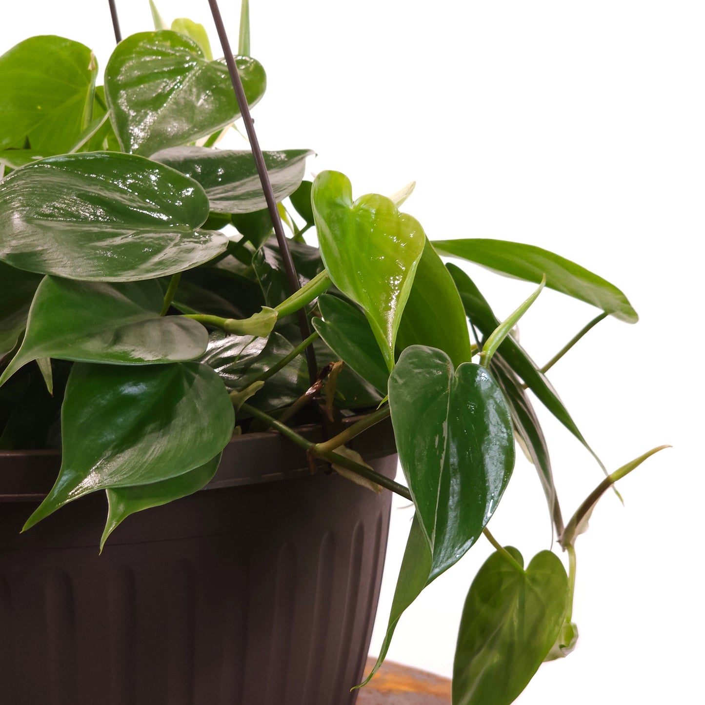 Heart Leaf: Philodendron cordatum - 10 inch hanging basket — indoor plant — indoor plant for sale by Promise Supply for delivery and pickup in Toronto.