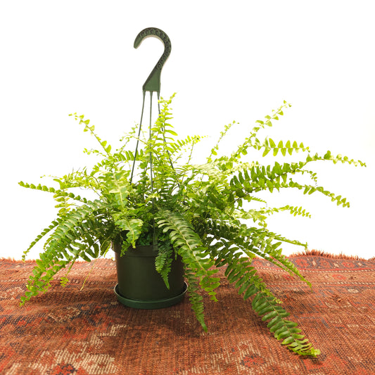 Boston Fern: Nephrolepis exaltata - 6 inch hanging basket — indoor plant — indoor plant for sale by Promise Supply for delivery and pickup in Toronto.