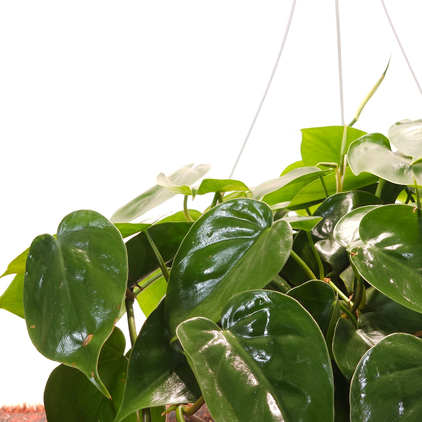 Heart Leaf: Philodendron cordatum - 6 inch hanging basket — indoor plant — indoor plant for sale by Promise Supply for delivery and pickup in Toronto.