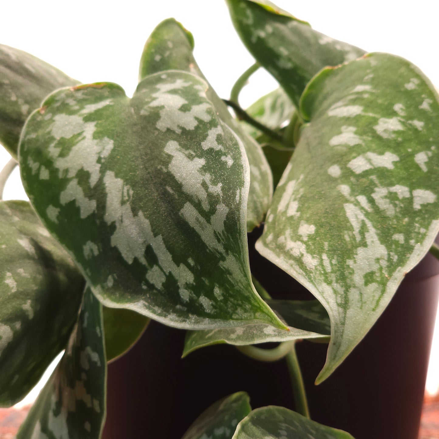 Silver Satin Pothos: Scindapsus argyaeus - 6 inch pot