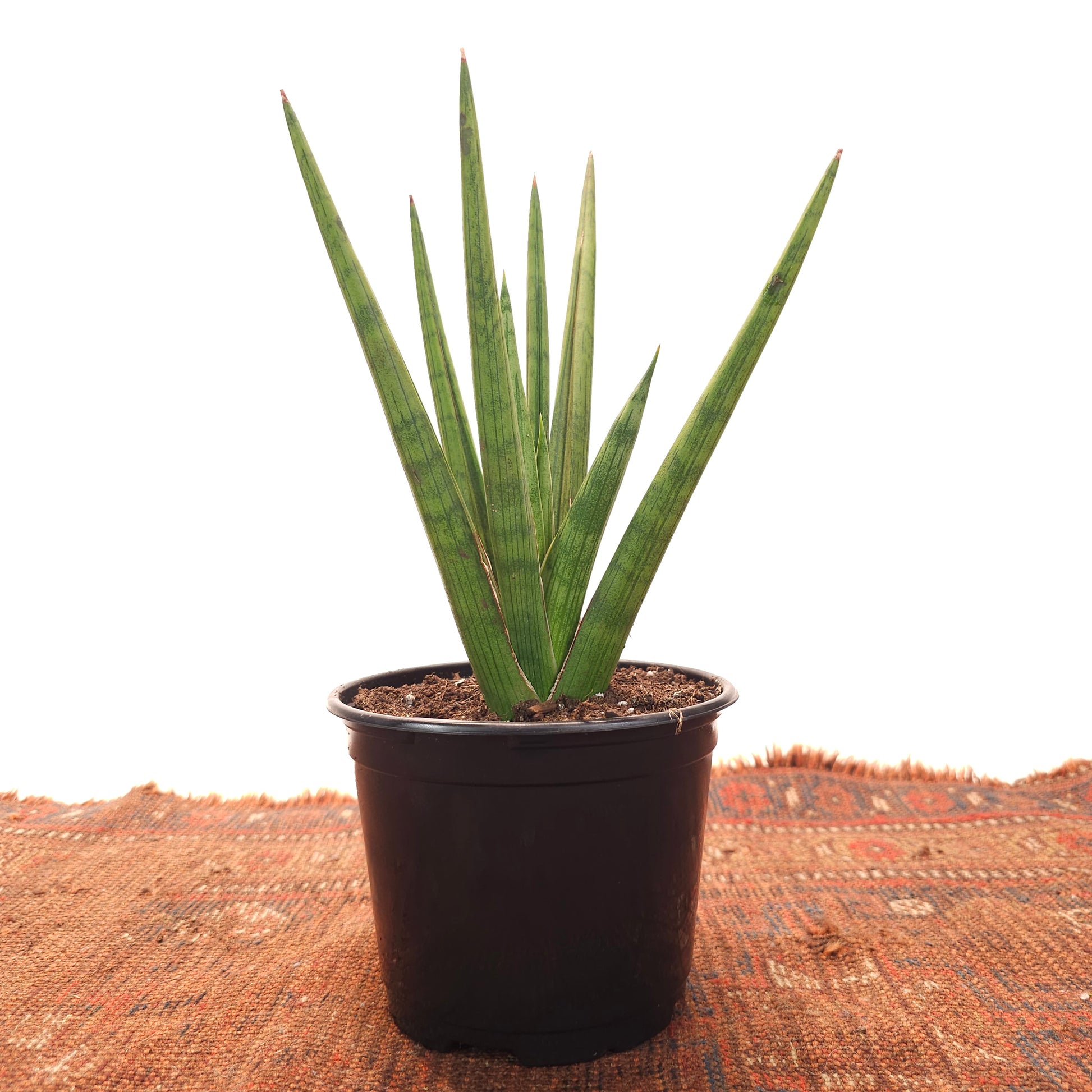 Bob Snake Plant: Sansevieria fasciata - 6 inch pot — indoor plant — indoor plant for sale by Promise Supply for delivery and pickup in Toronto.