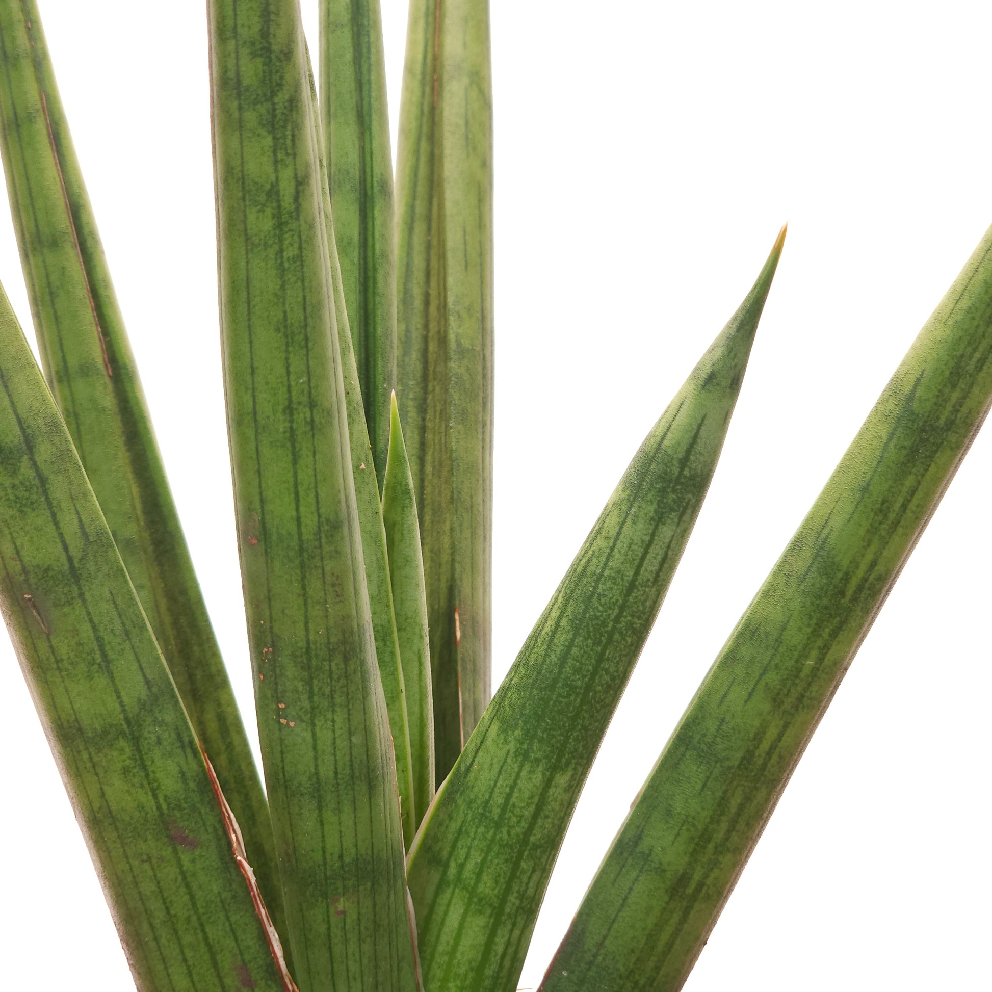 Bob Snake Plant: Sansevieria fasciata - 6 inch pot — indoor plant — indoor plant for sale by Promise Supply for delivery and pickup in Toronto.