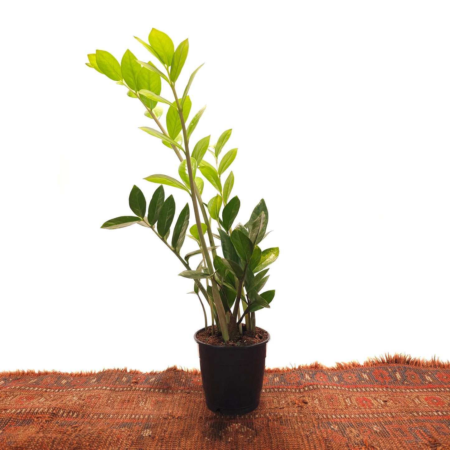 ZZ Plant: Zamioculcas zamiifolia - 5 inch pot