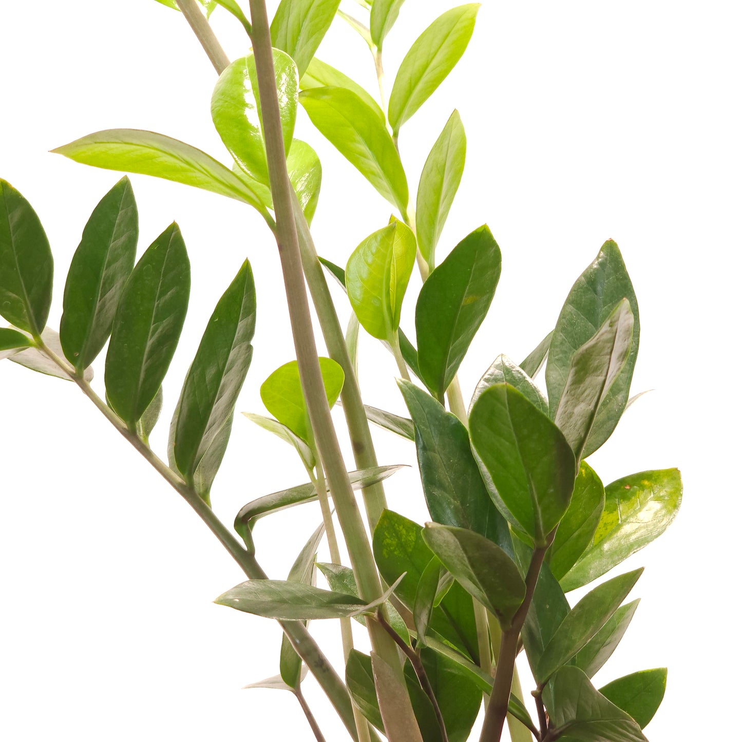ZZ Plant: Zamioculcas zamiifolia - 5 inch pot