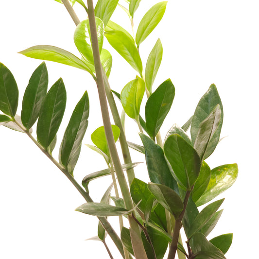 ZZ Plant: Zamioculcas zamiifolia - 5 inch pot — indoor plant — indoor plant for sale by Promise Supply for delivery and pickup in Toronto.