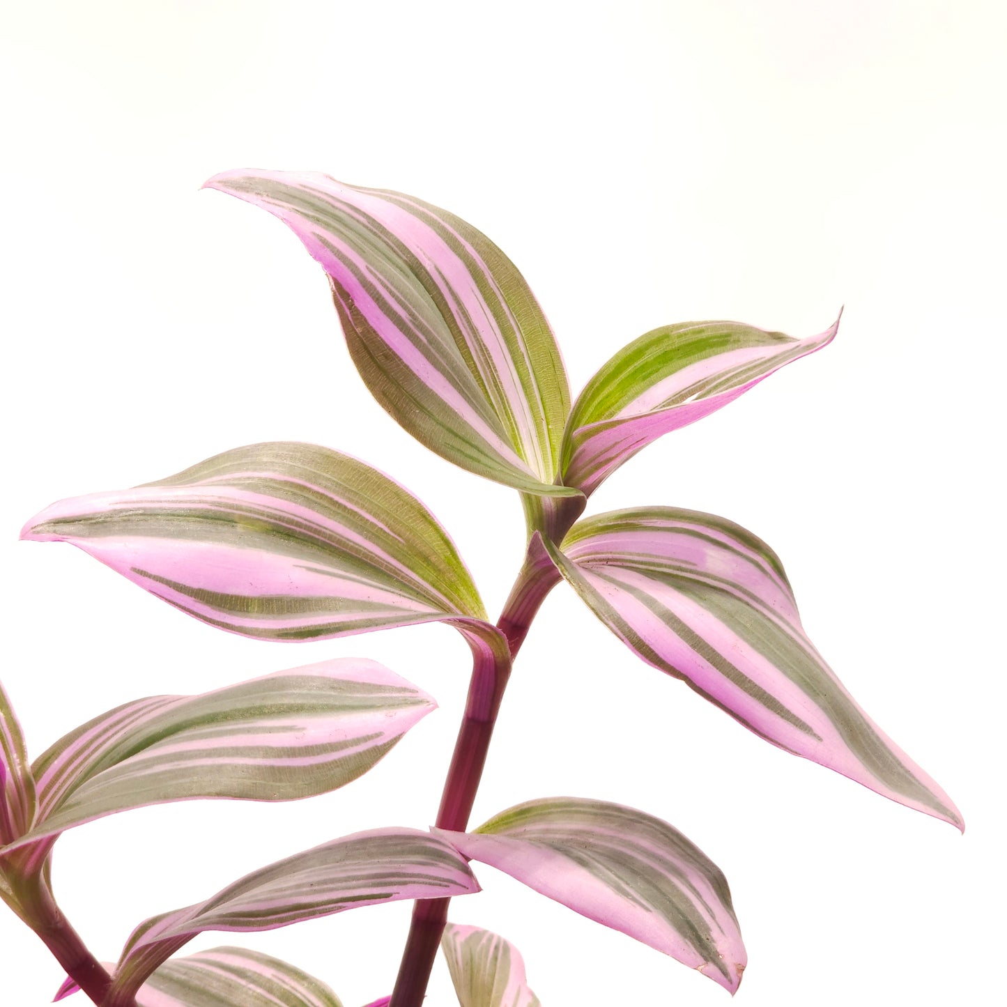 Bubblegum Wandering Plant: Tradescantia 'Nanouk' - 2.5 inch pot