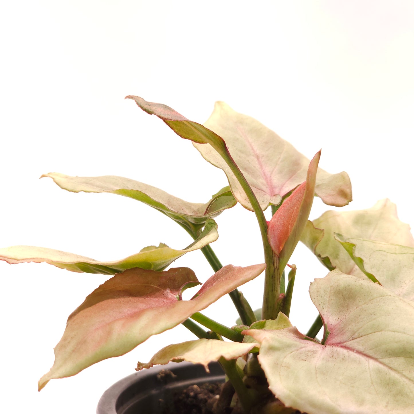 Pink Perfection Arrowhead Plant: Syngonium podophyllum - 4 inch pot — indoor plant — indoor plant for sale by Promise Supply for delivery and pickup in Toronto.