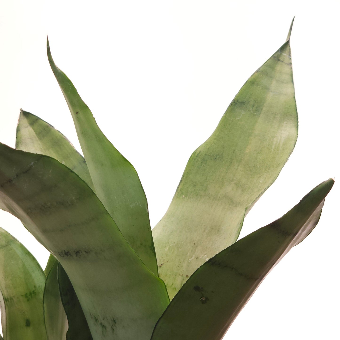 Moonshine Snake Plant: Sansevieria trifasciata - 6 inch pot