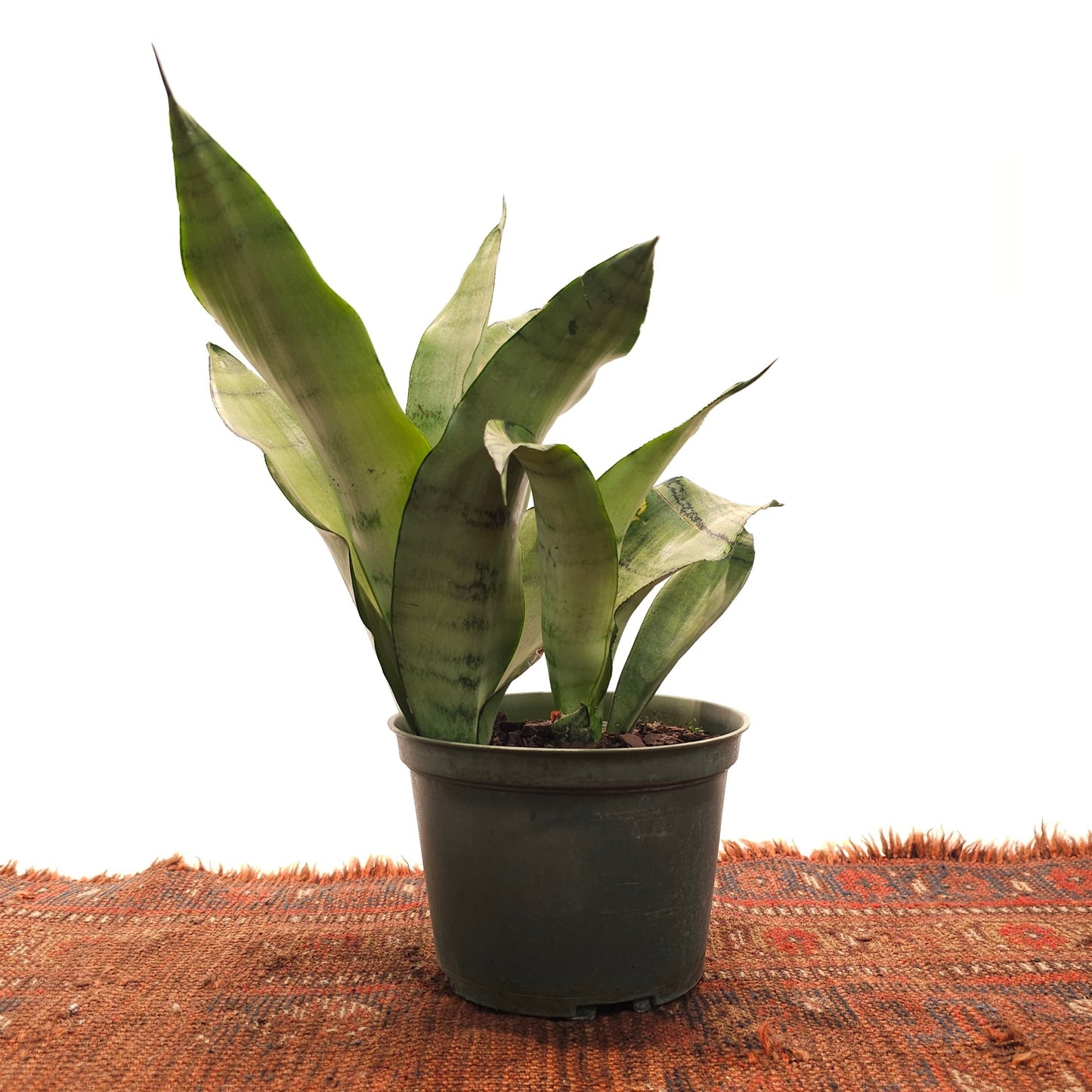 Moonshine Snake Plant: Sansevieria trifasciata - 6 inch pot