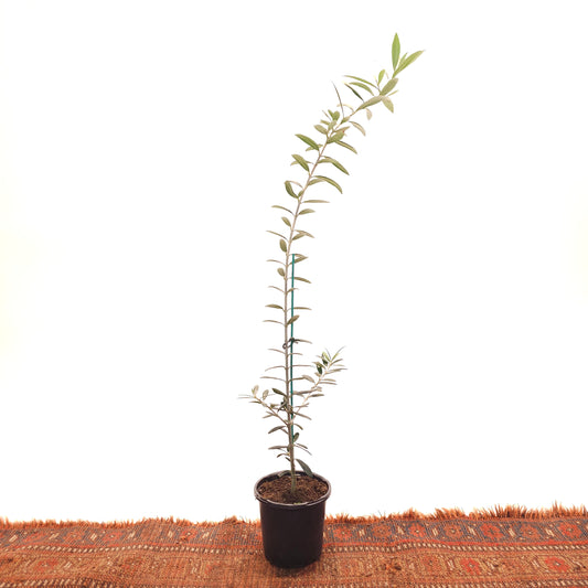Olive Tree: Olea europaea 'Arbequina' - 4 inch pot