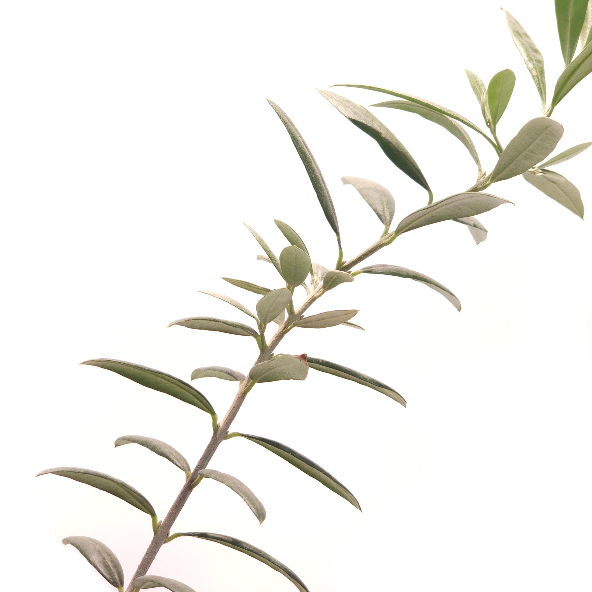 Olive Tree: Olea europaea 'Arbequina' - 4 inch pot — indoor plant — indoor plant for sale by Promise Supply for delivery and pickup in Toronto.