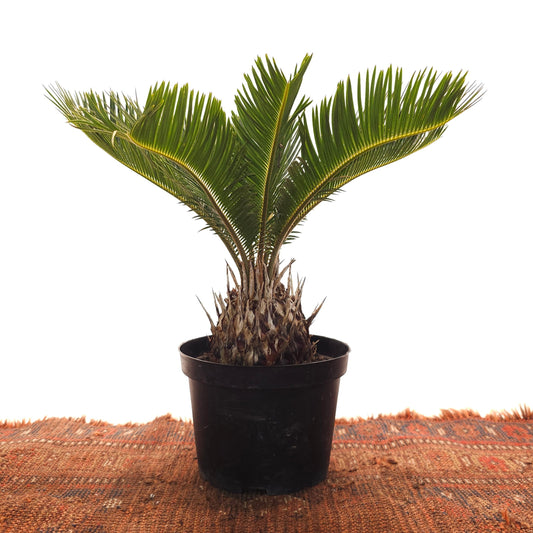 Sago Palm: Cycas revoluta - 6 inch pot — indoor plant — indoor plant for sale by Promise Supply for delivery and pickup in Toronto.
